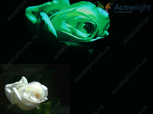 glowing-flowers-3